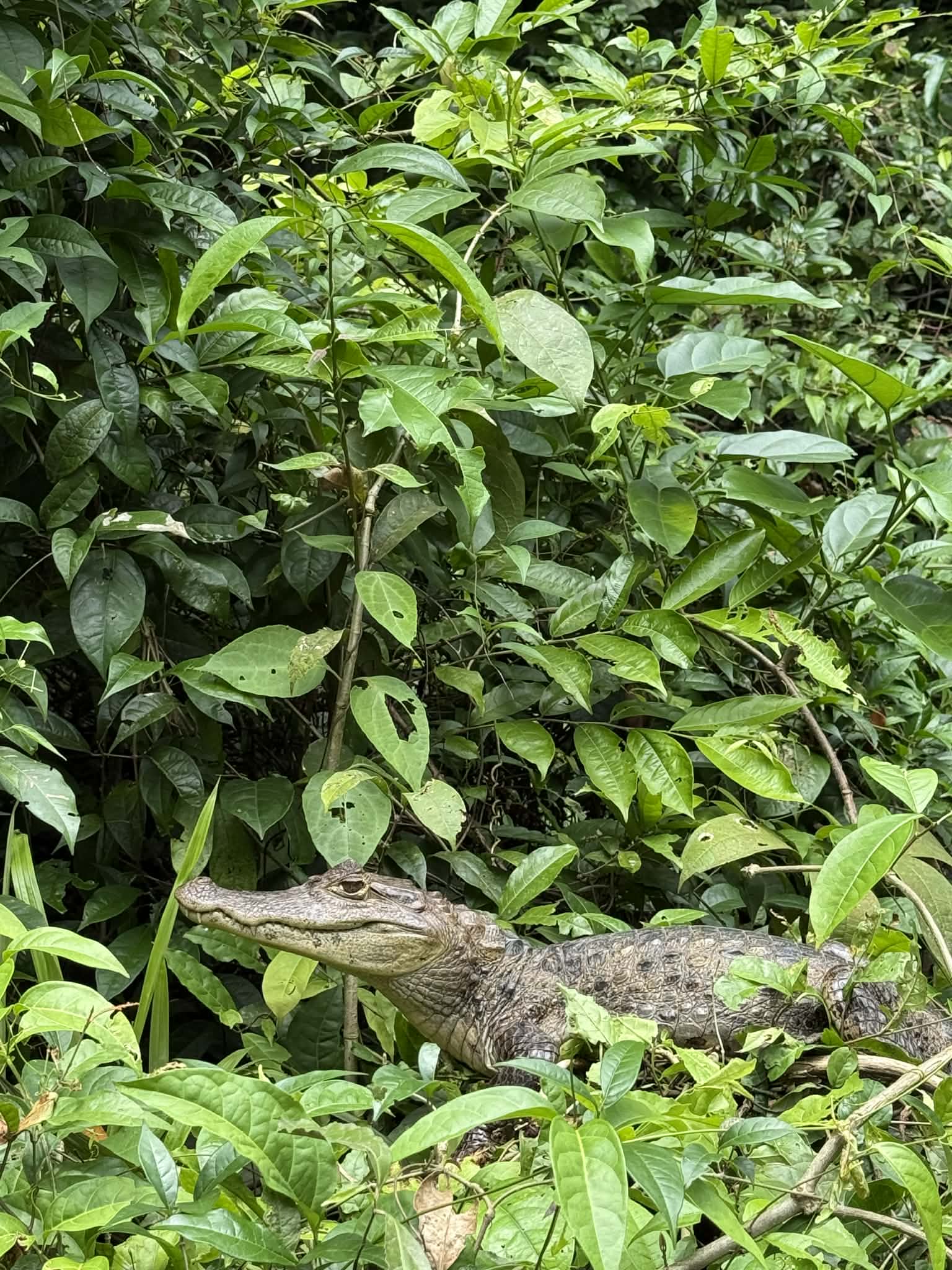 Rejser til Costa Rica, Rejser til Tortuguero