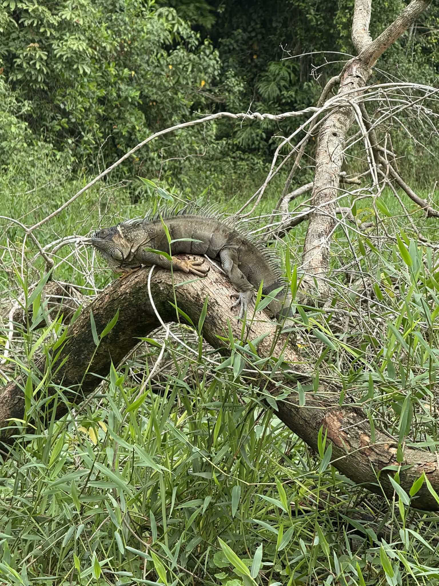 Rejser til Costa Rica, Rejser til Tortuguero