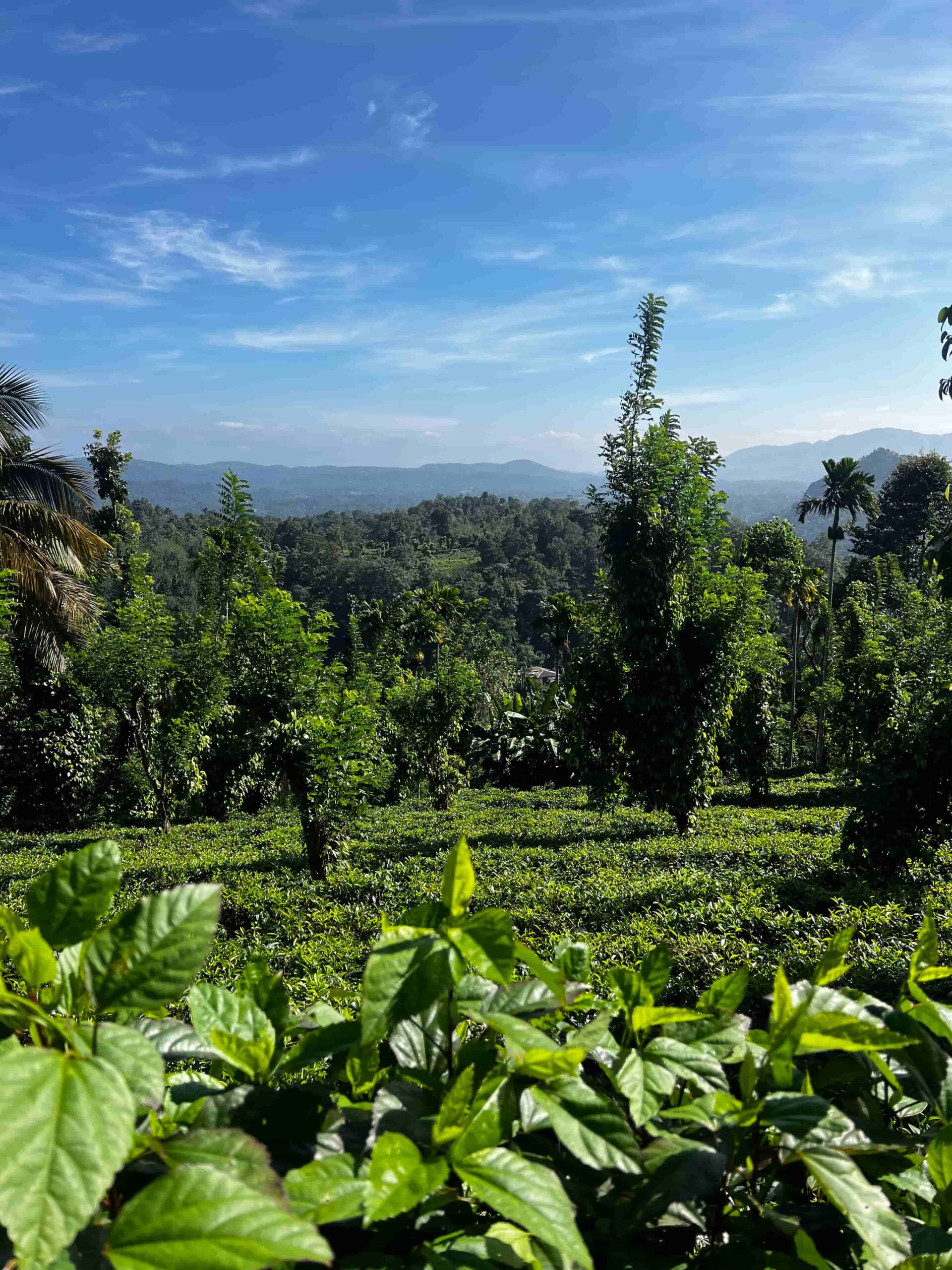 Ella Rejser til Sri Lanka - Rejser med privat chauffør - rundrejse i Sri Lanka