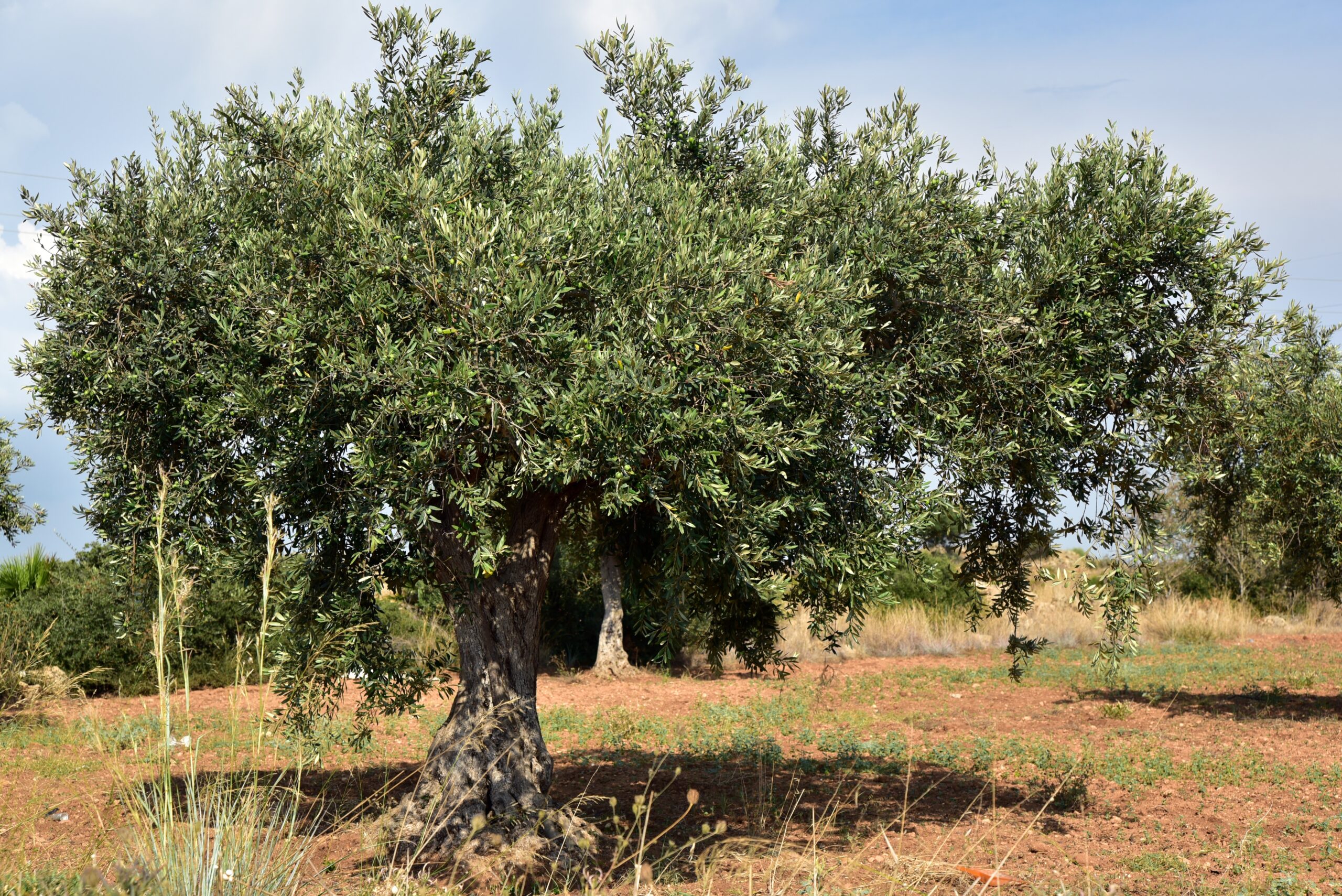 olive-tree-3662627