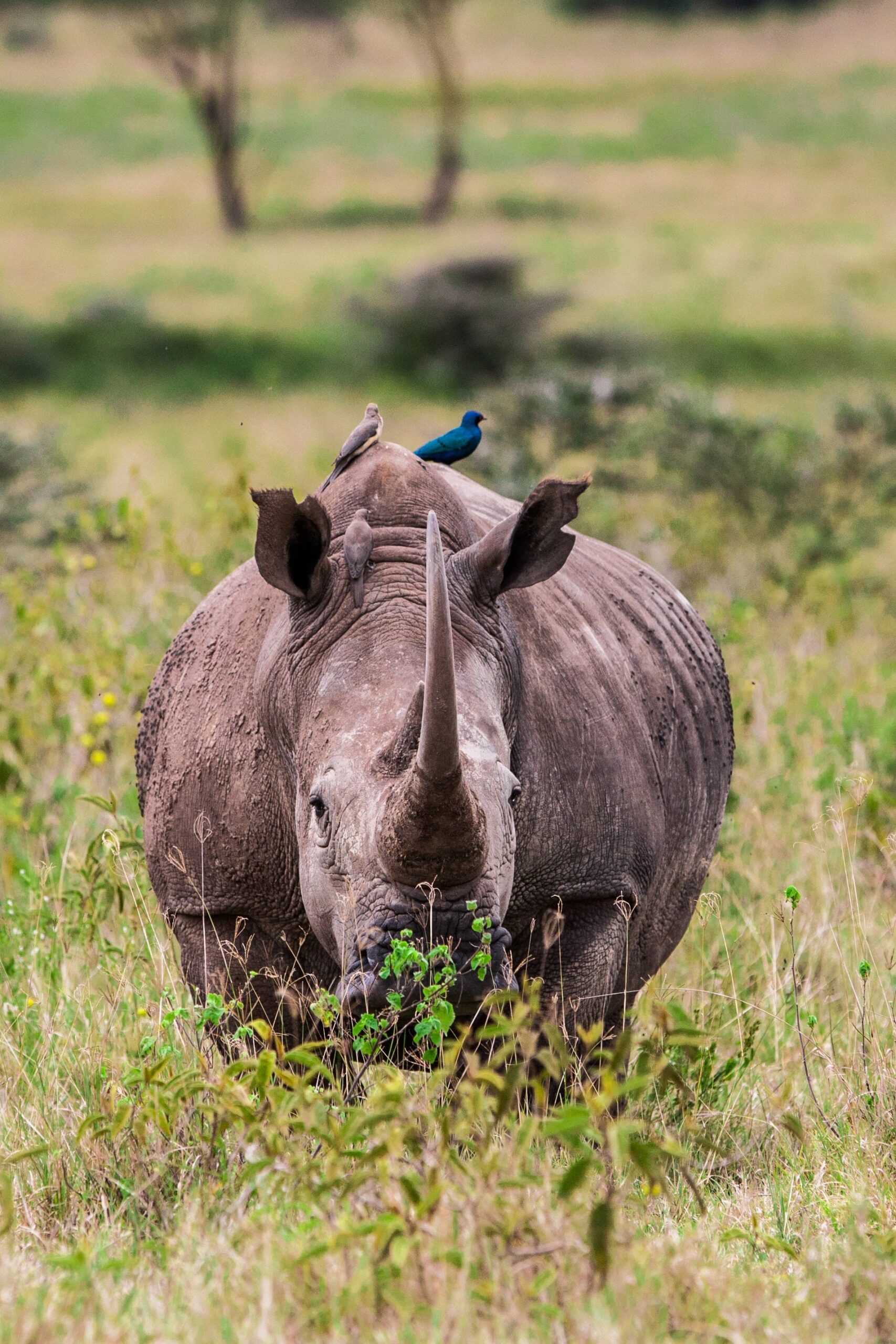 rhinoceros-in-the-lake-nakuru-national-park-kenya-2025-10-13-13-35-08-utc-min-min rhinoceros-in-the-lake-nakuru-national-park-kenya-2025-10-13-13-35-08-utc-min-min
