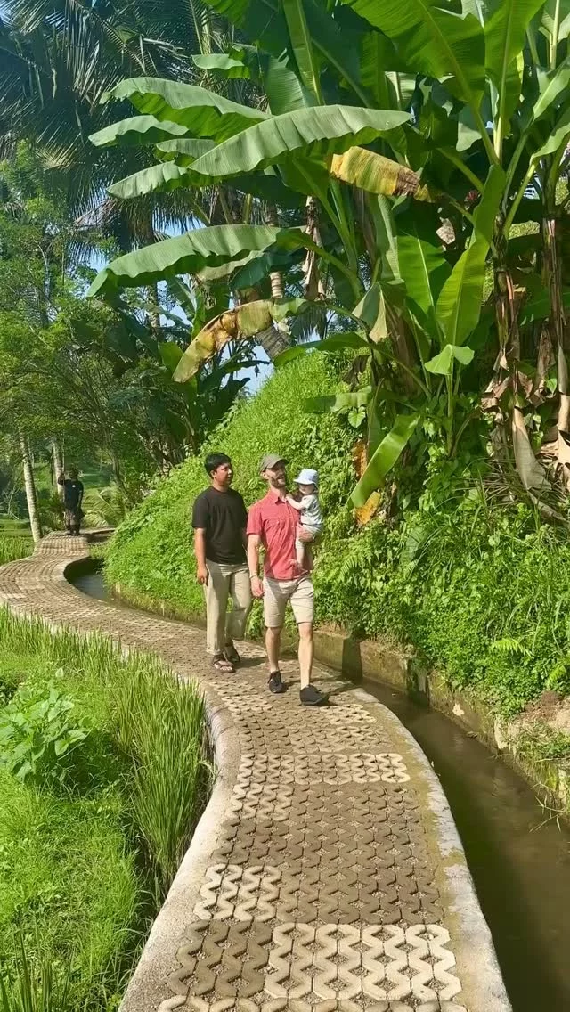 𝗣𝗼𝘀𝘁𝗸𝗼𝗿𝘁 𝗳𝗿𝗮 𝗕𝗮𝗹𝗶𝘀 𝗿𝗶𝘀𝘁𝗲𝗿𝗿𝗮𝘀𝘀𝗲𝗿 🌾
Marie fra C&C Travel rejser rundt på Bali og har hevet familien med ud i Ubuds risterrasser.

Hun har sendt os en hilsen derfra, som vi gerne vil dele med dig 😃

Tegalalangs risterrasser uden for Ubud er nok en af Balis mest kendte udsigter. Som marketingansvarlig har jeg tit siddet med billeder af nærmest lysende grønne risterrasser og tænkt "𝘦𝘳 𝘥𝘦 𝘯𝘶 𝘰𝘨𝘴𝘢̊ 𝘴𝘢̊ 𝘨𝘳ø𝘯𝘯𝘦 𝘪 𝘷𝘪𝘳𝘬𝘦𝘭𝘪𝘨𝘩𝘦𝘥𝘦𝘯?"

Det kan jeg så sige, at det er de! 💚🌾

Når solens stråler falder ned over de mange lysegrønne terrasser er det jo nærmest magisk! Og ja, så er der jo så også en del turister og en gynge til Instagram-billeder, men man kan gå den anden vej, hvis man vil slippe for det.

Er man typen, som vil have rismarkerne helt for sig selv, skal man tage til Sidemen i stedet for. 

Kan du gætte, hvor Maries næste stop er? 😉

#cctraveldanmark #cctravel #rejseinspiration #oplevverden #rejsertilbali #bali #rejsermedbørn #risterrasser #ubud #rejsermedetmenneskeligtansigt