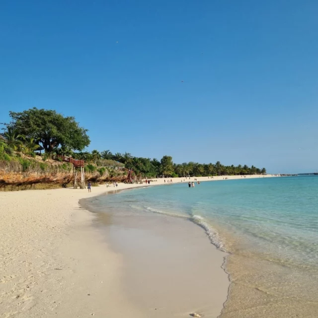 𝗟æ𝗻𝗴𝗲𝘀 𝗱𝘂 𝗲𝗳𝘁𝗲𝗿 𝘀𝗮𝗻𝗱 𝗺𝗲𝗹𝗹𝗲𝗺 𝘁æ𝗲𝗿𝗻𝗲? 🌴
Så gør som vores søde kollega Anne – og tag til Zanzibars fantastiske strande! 🧡

Anne har netop været der og sendt os en lille hilsen hjem – og ja, vi blev ret misundelige...

For hvem drømmer ikke om...
🌊 Turkisblåt vand, der næsten ikke ser ægte ud
👣 Bløde sandstrande og dovne gåture i vandkanten
🌴 Svingende palmer og slow living i solen
🥥 En kokosnød i hånden og salt i håret

Se Annes billeder her – og drøm dig selv til varmen…

#cctravel #cctraveldanmark #rejseinspiration #oplevverden #rejsermedetmenneskeligtansigt #rejsertilzanzibar #strand #zanzibar
