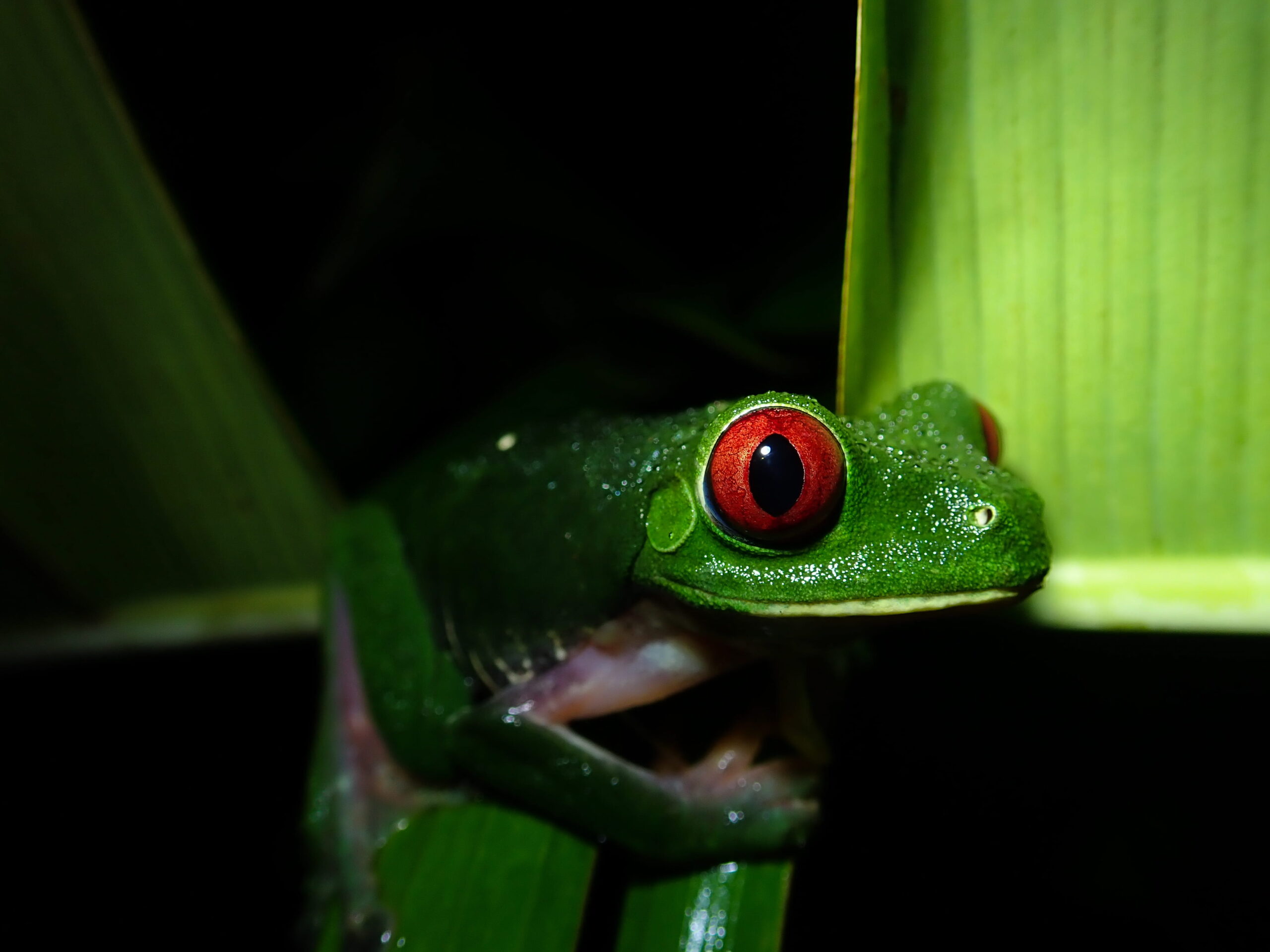 Rejser til Costa Rica, Rejser til Costa Ricas jungle, nattetur i Costa Rica