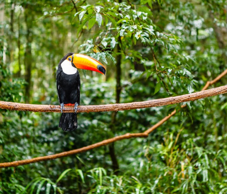Rejser til Amazonas i Brasilien Rejser til Amazonas i Brasilien