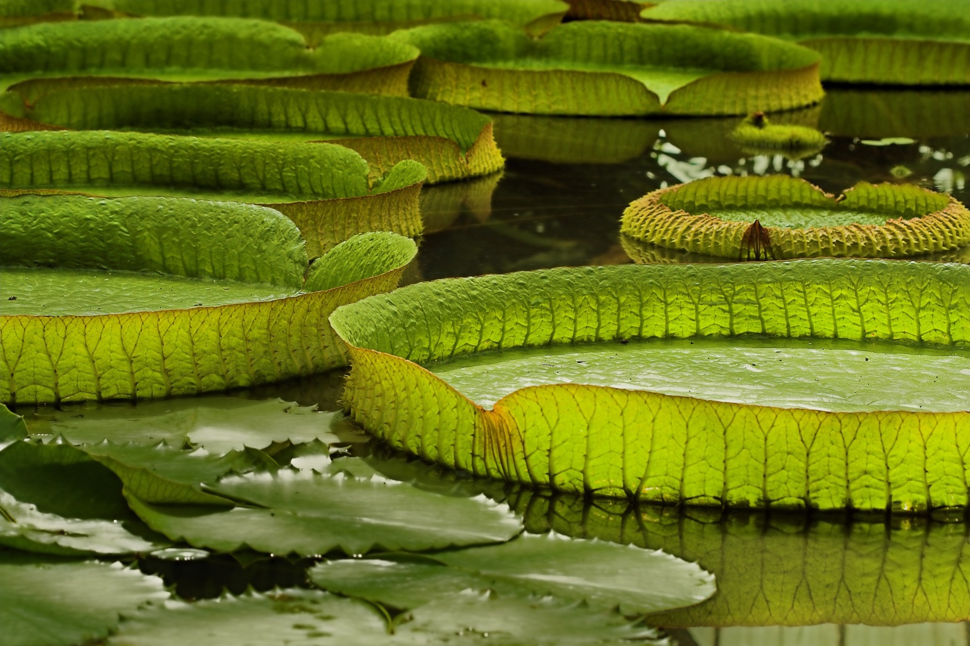 Rejser til Amazonas i Brasilien Rejser til Amazonas i Brasilien
