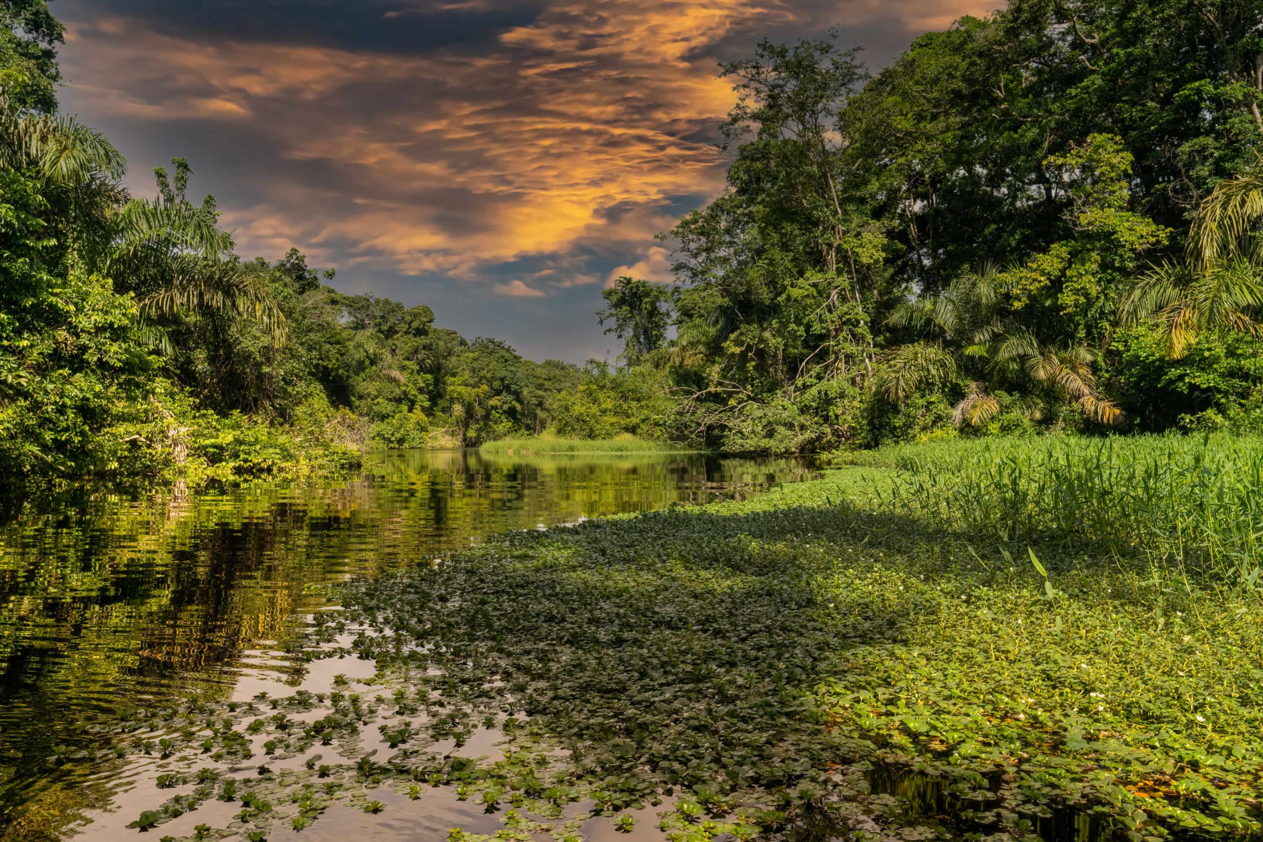 Rejser til Costa Rica, Mangrover i Costa Rica