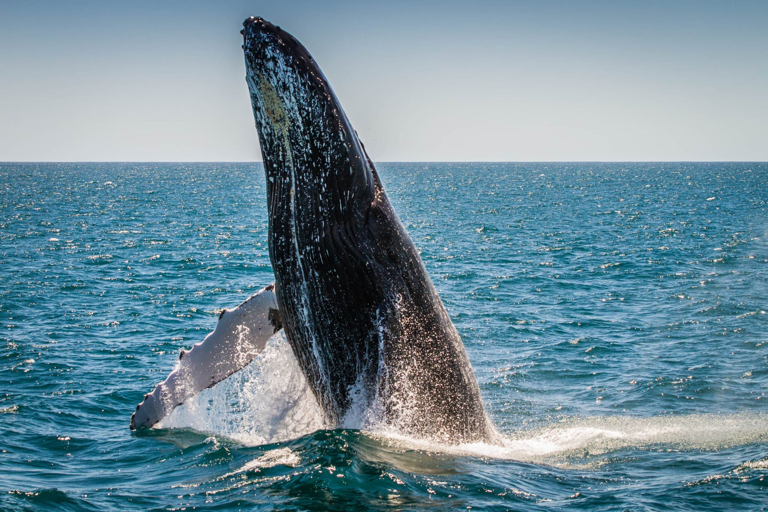 Rejser til Costa Rica, Hvalsafari i Costa Rica