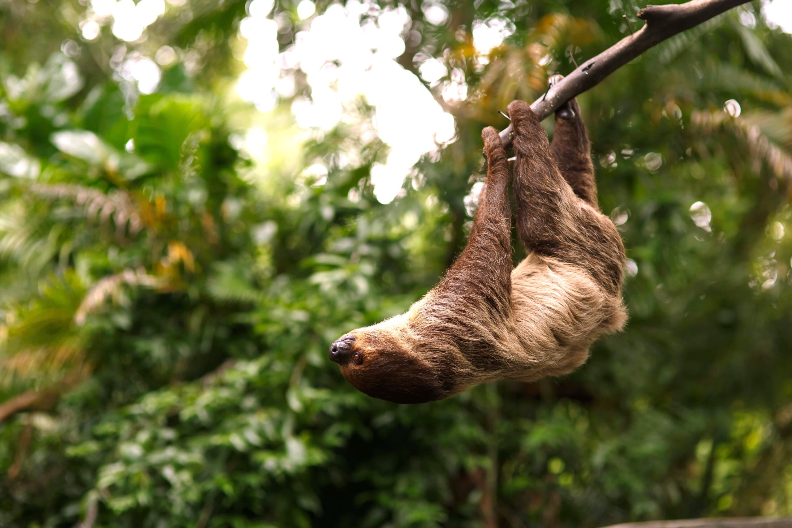 Amazonas dyr Rejser til Brasilien