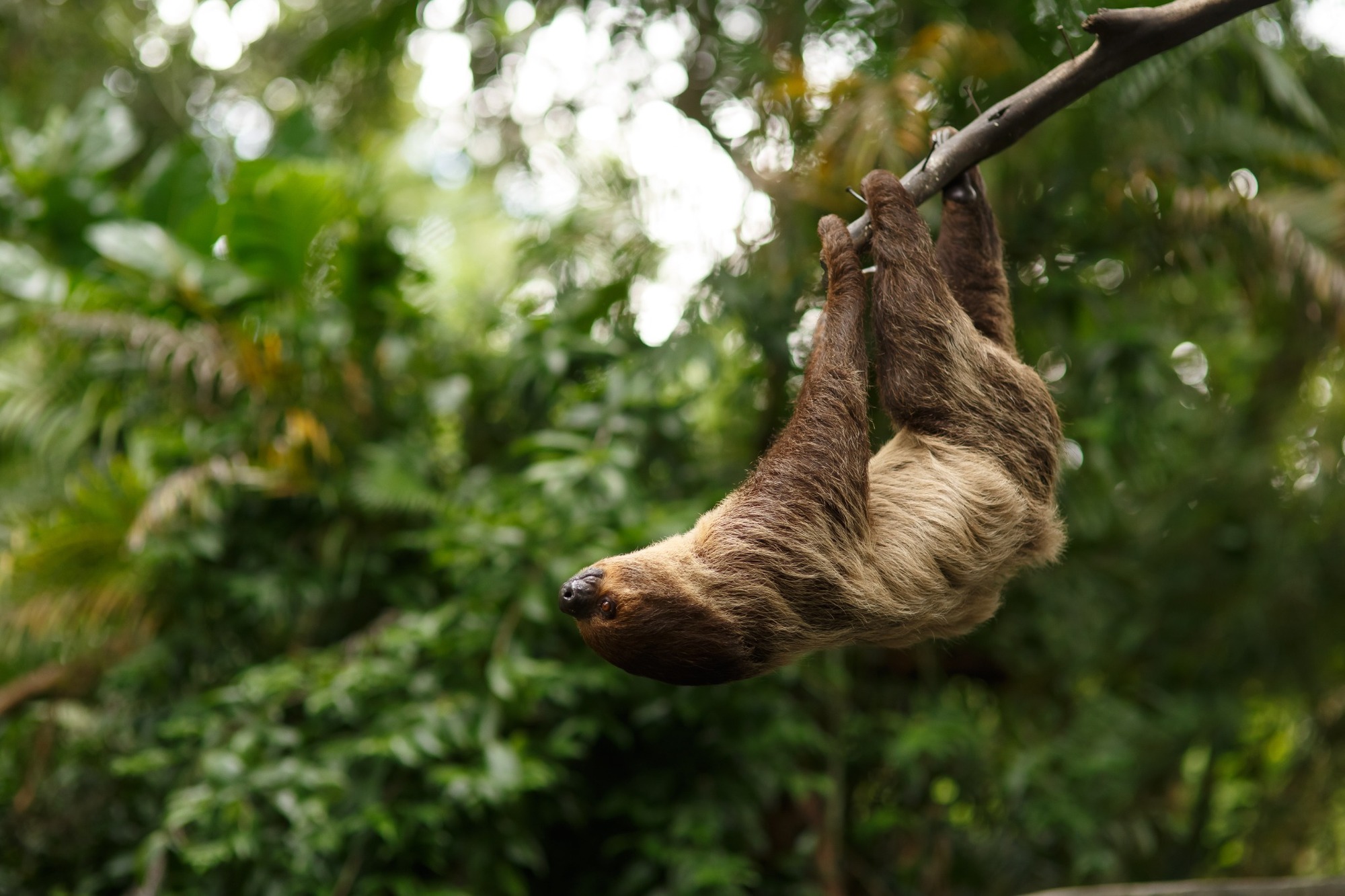 Rejser til Amazonas i Brasilien Rejser til Amazonas i Brasilien
