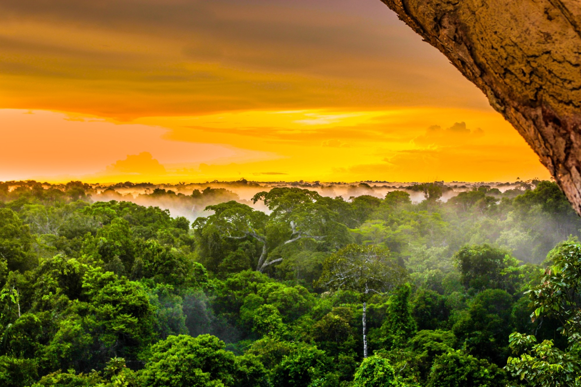 Rejser til Amazonas i Brasilien Rejser til Amazonas i Brasilien