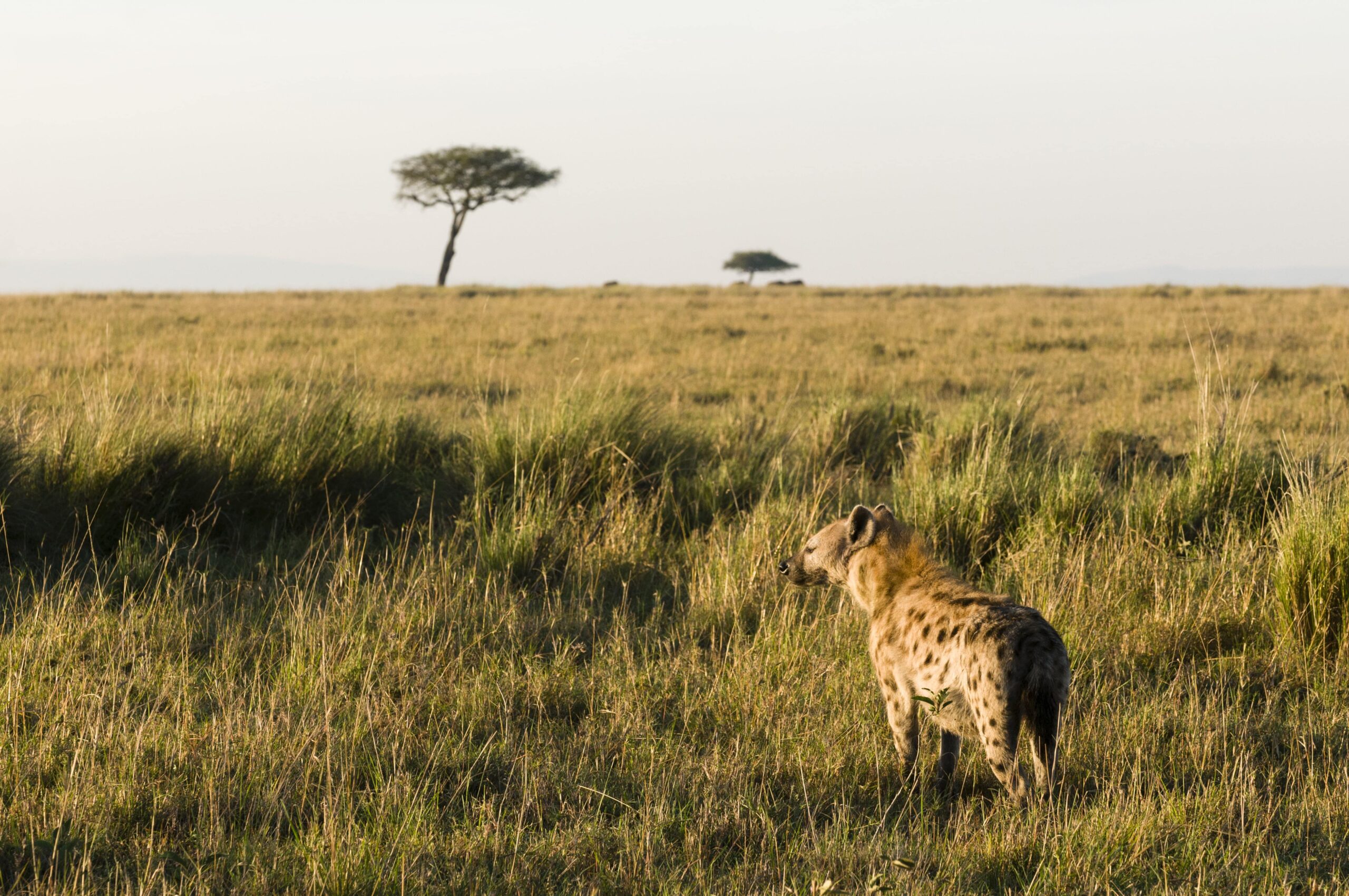 spotted-hyaena-crocuta-crocuta-masai-mara-natio-2025-04-03-06-11-50-utc-min-min spotted-hyaena-crocuta-crocuta-masai-mara-natio-2025-04-03-06-11-50-utc-min-min
