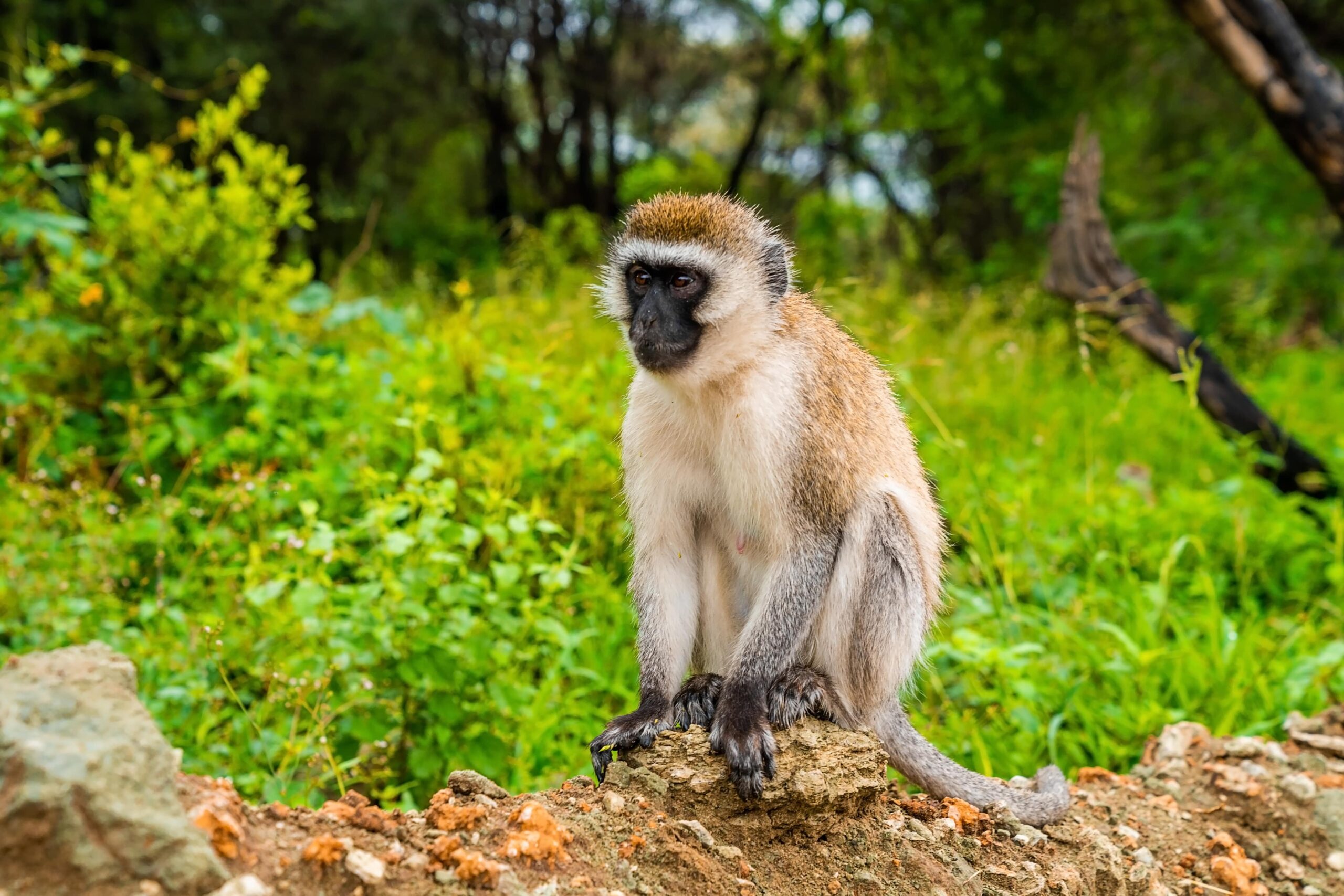 vervet-monkey-in-lake-manyara-national-park-tanza-2025-02-11-23-40-41-utc (1)-min vervet-monkey-in-lake-manyara-national-park-tanza-2025-02-11-23-40-41-utc (1)-min