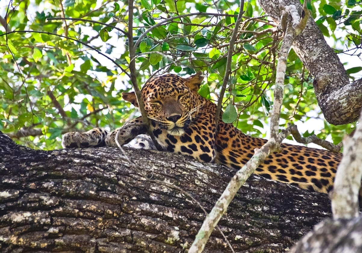 En leopard dovner på en gren