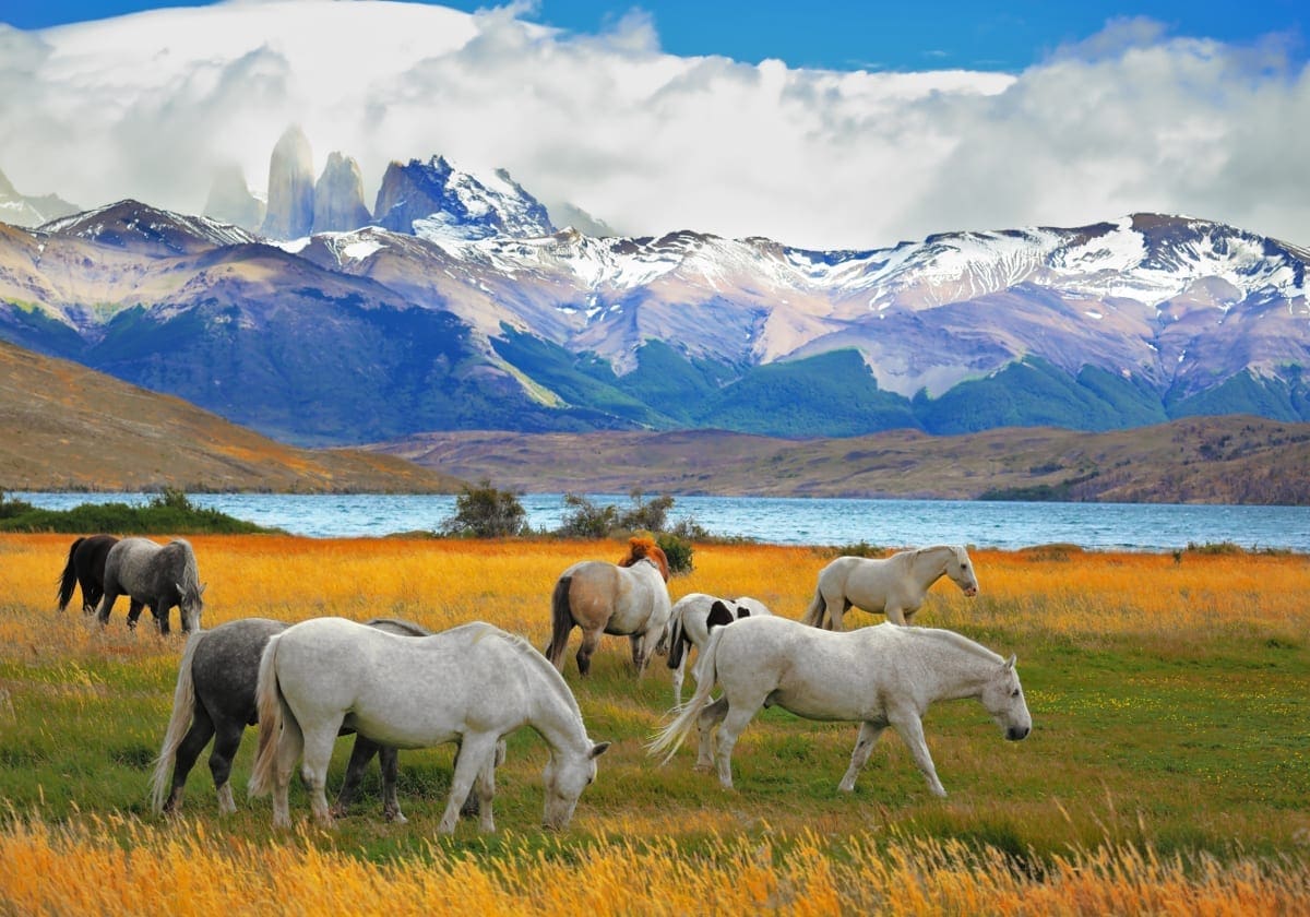 Storslåede naturoplevelser i Torres del Paine