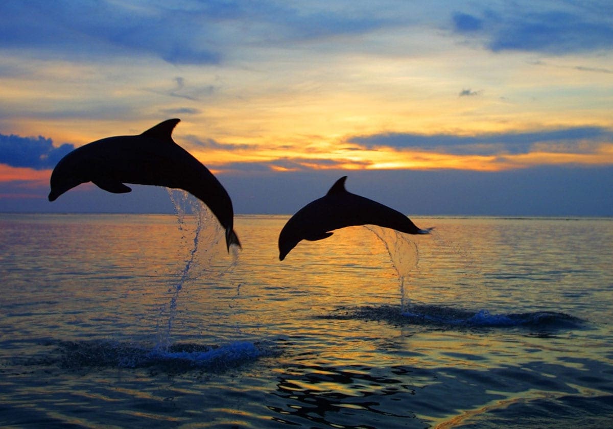 Delfiner i Lovina