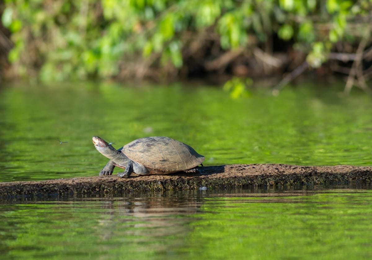 En skildpadde i vandet