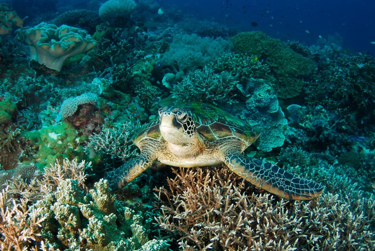 En havskildpadde i det blÃ¥ vand