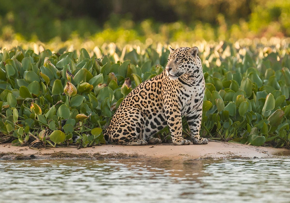 Leopard i Pantanal