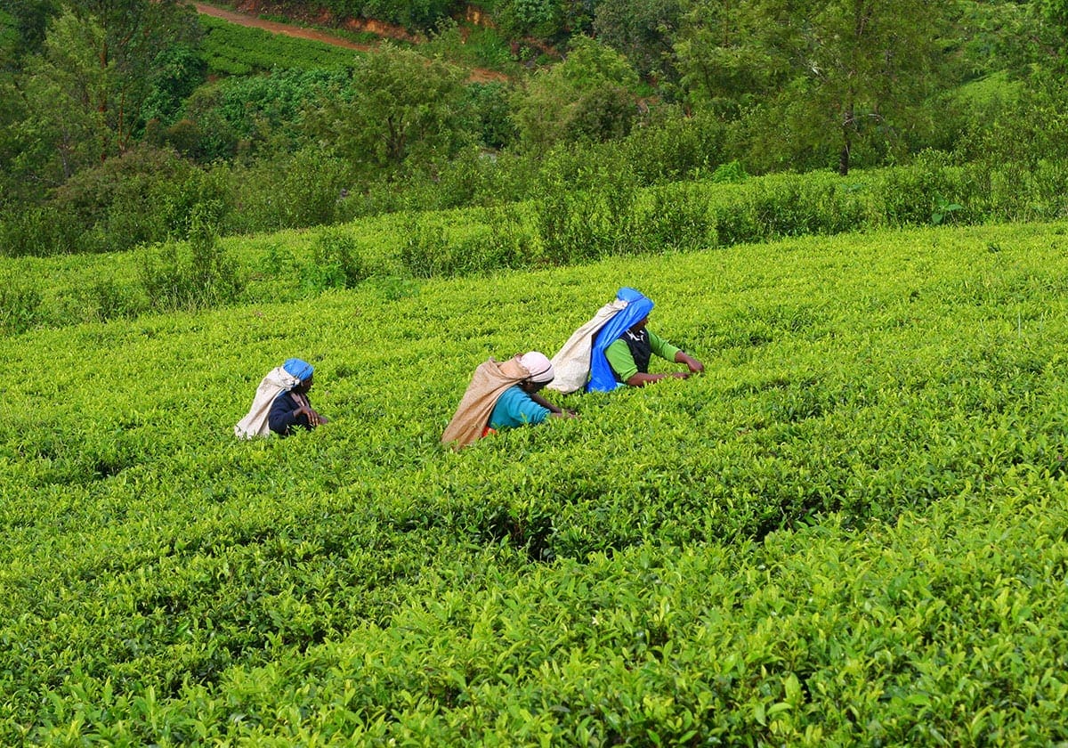 Folk arbejder i teplantagerne