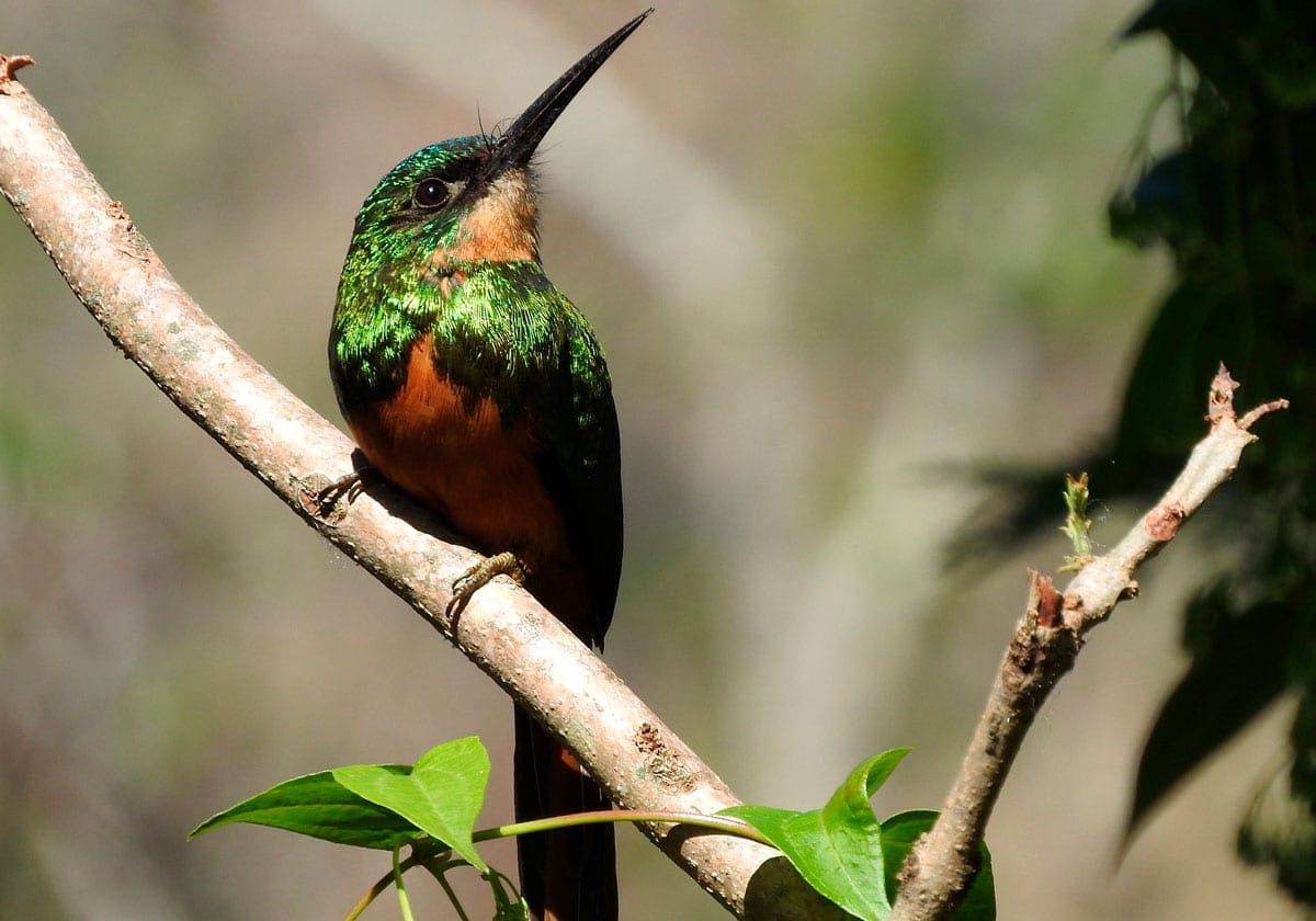 Den fine kolibri