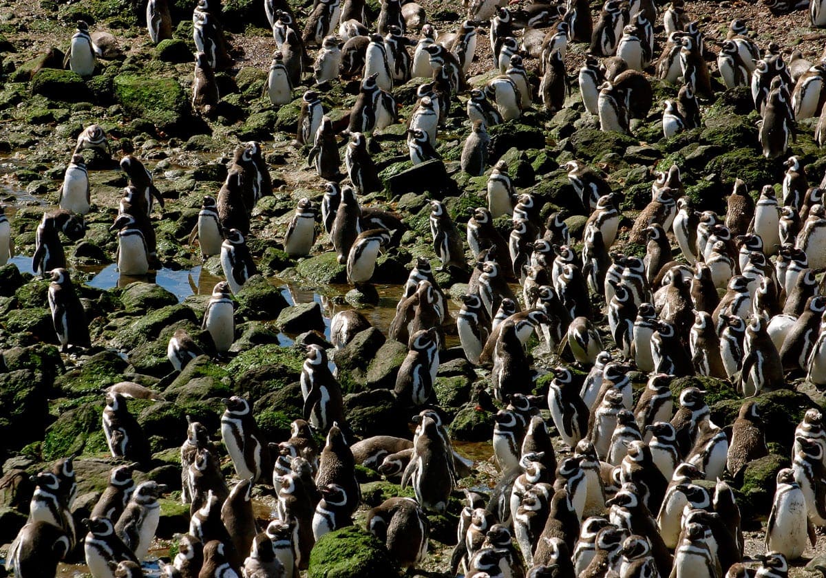 Tusindvis af pingviner