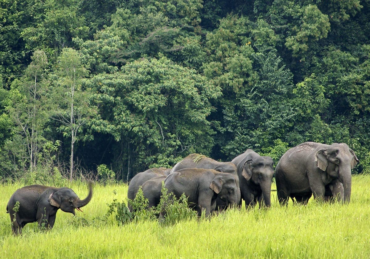 Elefanter i Khao Yai reservatet