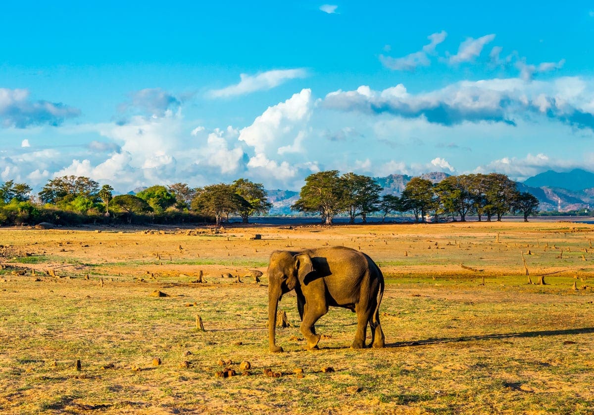 Elefant i Udawalawe Nationalpark