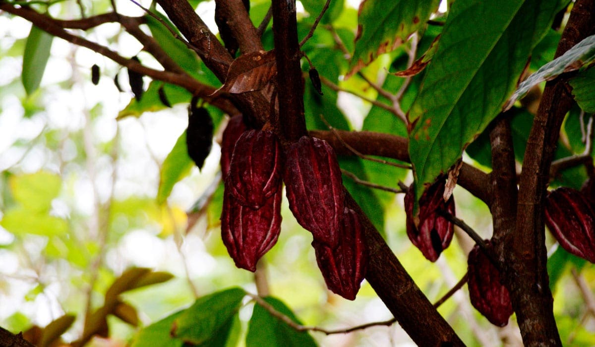 KakaotrÃ¦ med frugter