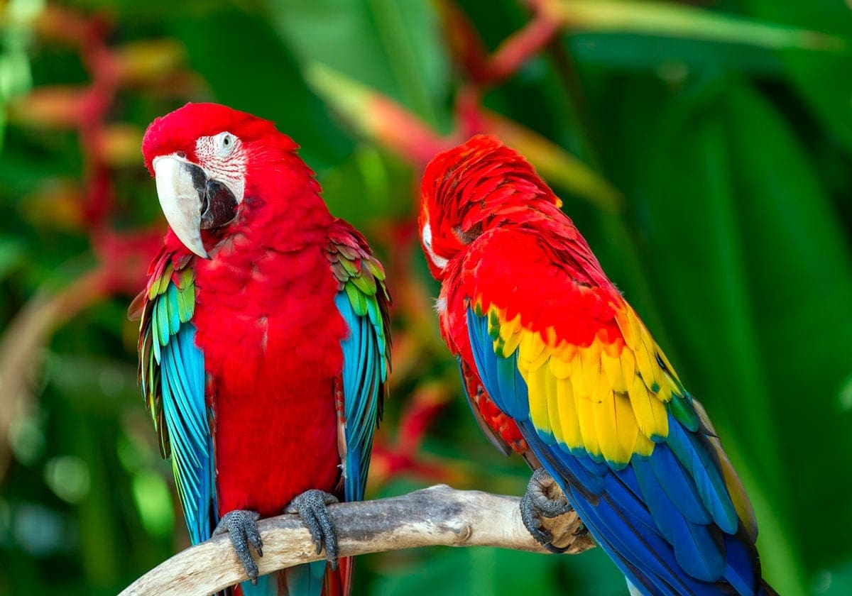 Nogle af de mange Macaw-papegøjer