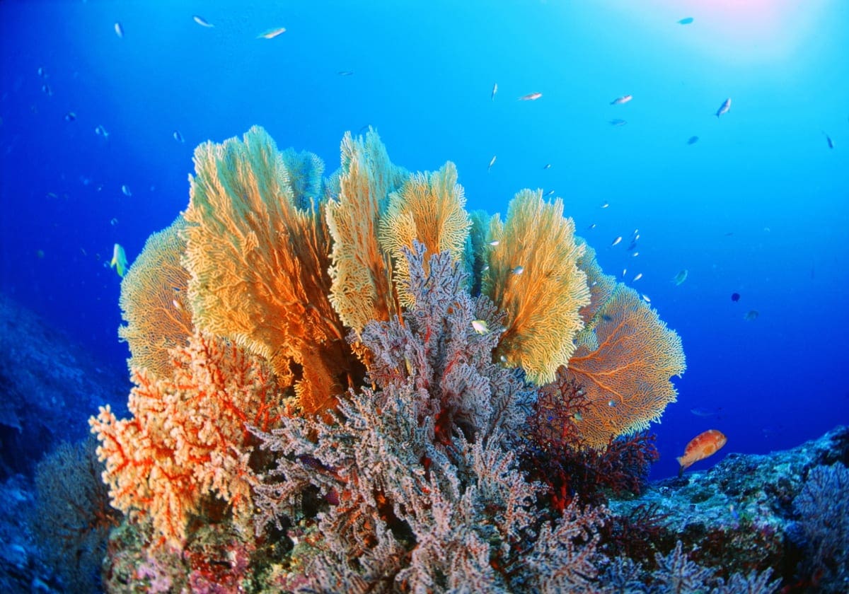 Prøv at dykke ved smukke koralrev