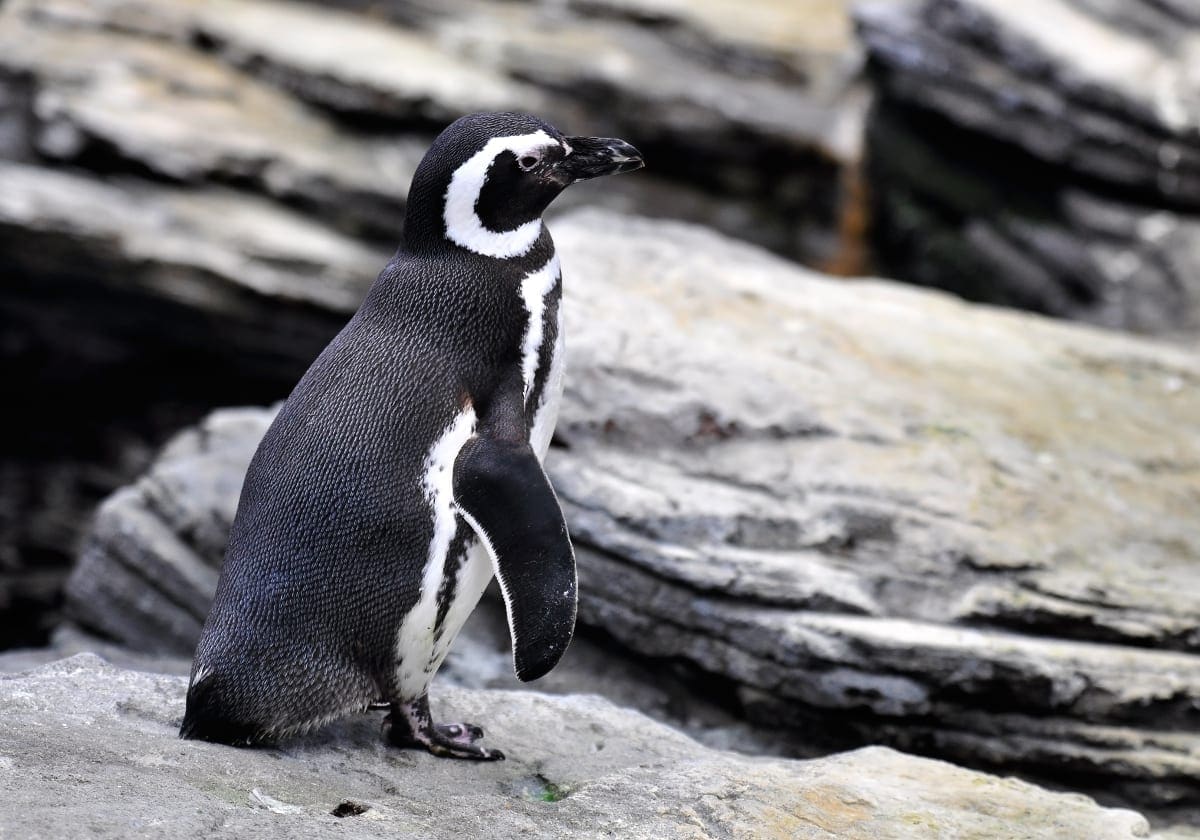 En pingvin i Punta Arenas