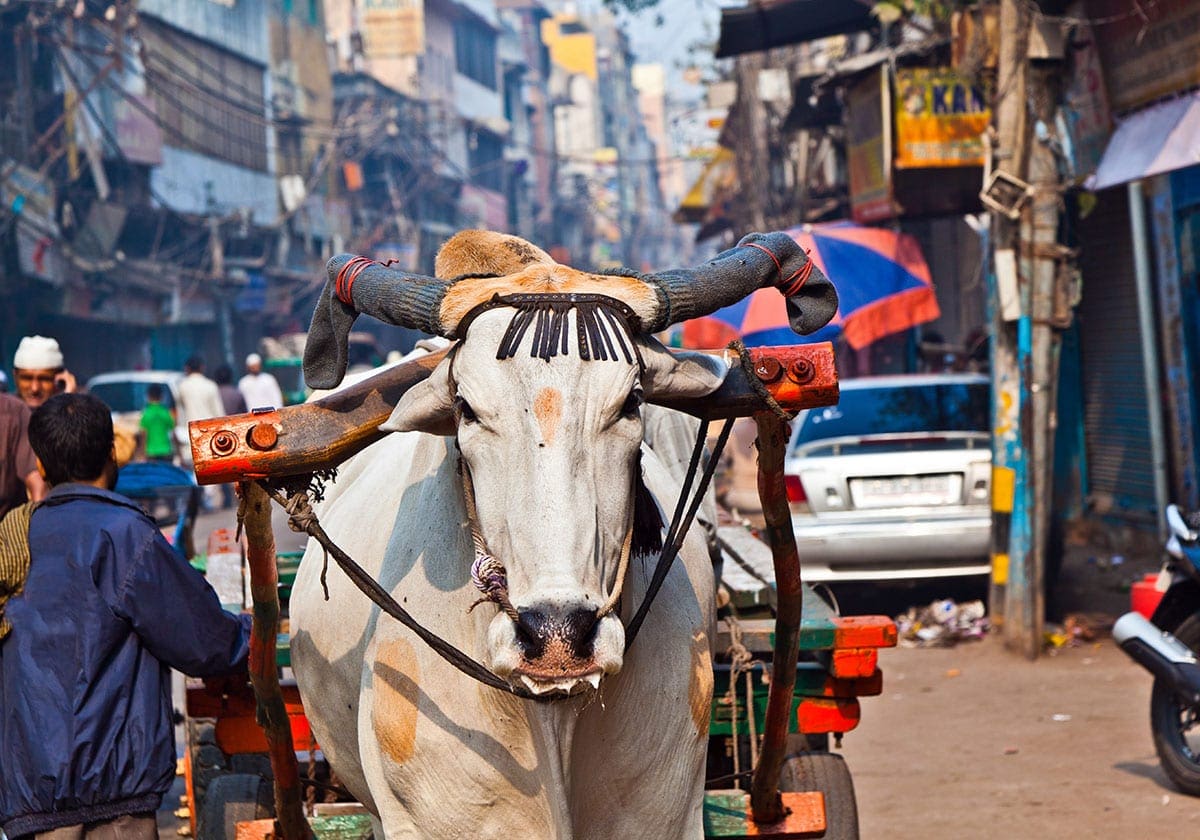 En ko i byens gader