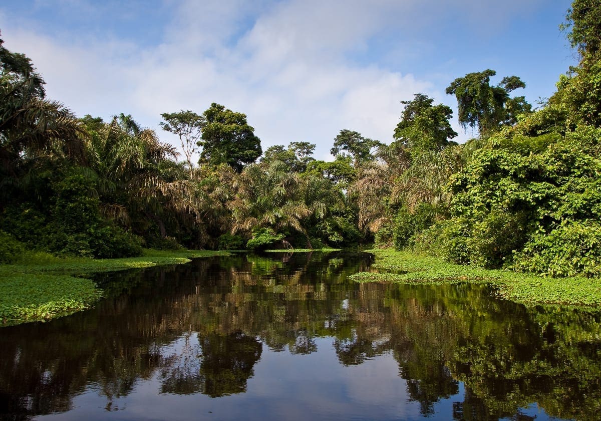 Flod i regnskoven Flod i regnskoven