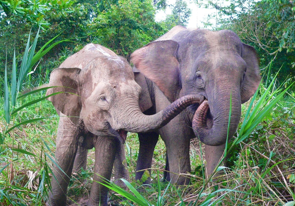 Søde elefanter