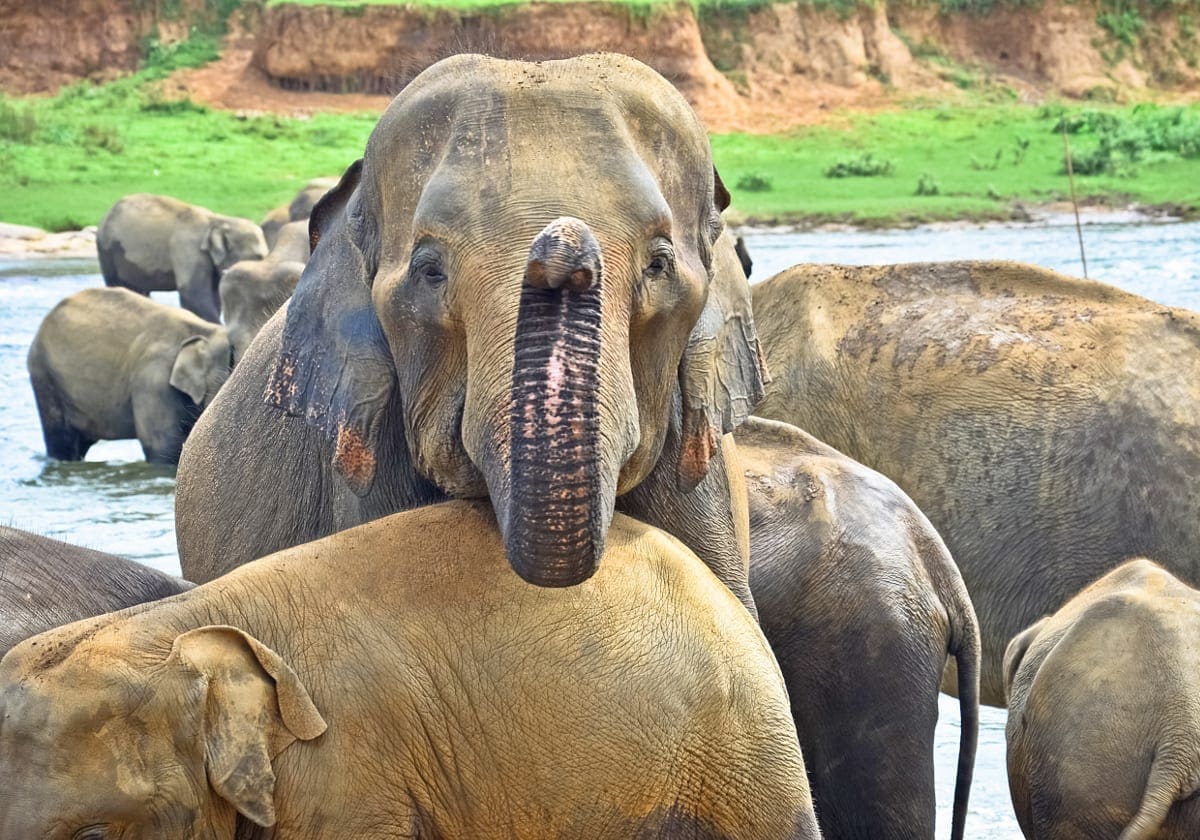 Elefanter i nationalparken
