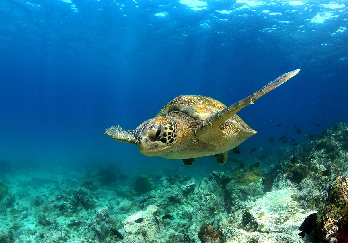 En halvskildpadde En halvskildpadde