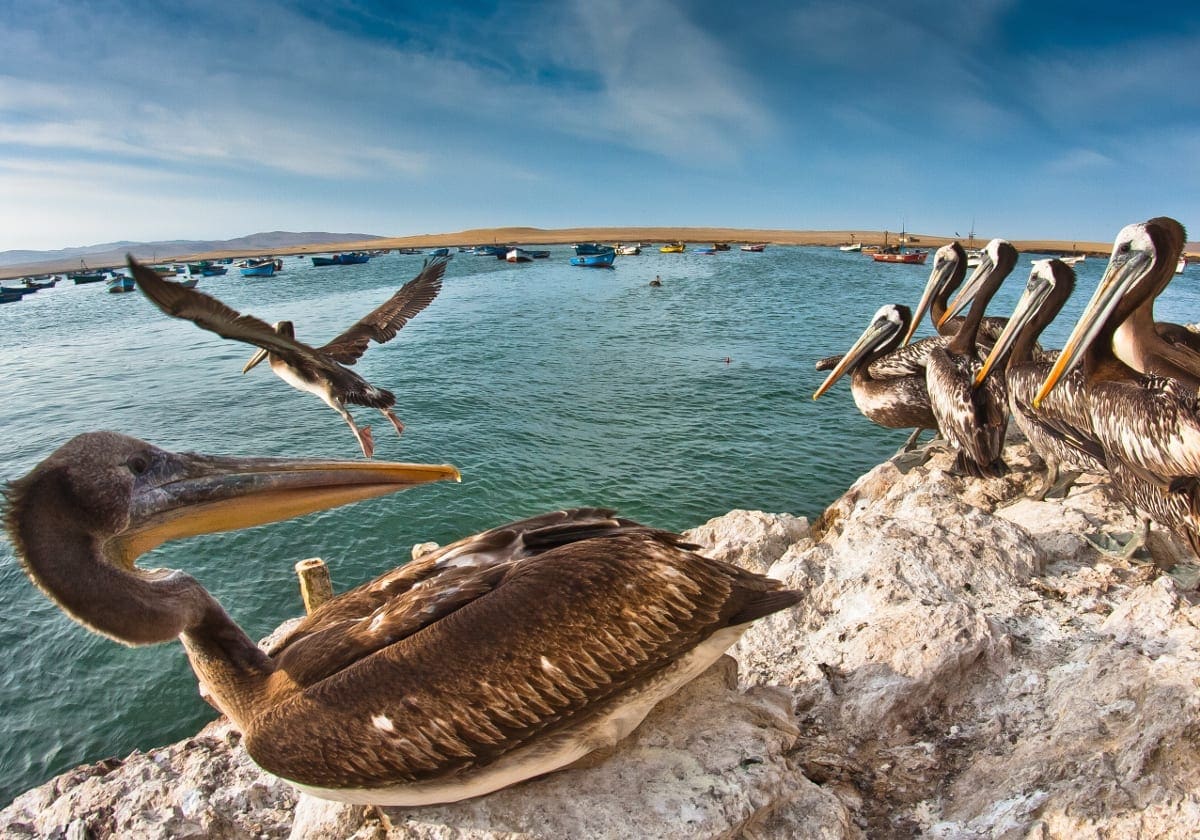 Pelikaner på klipperne ved Ballestas