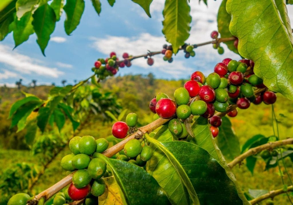 Kaffen gror i "bær" på planterne