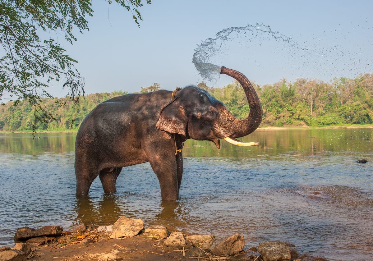Legesyg elefant i Chitwan Nationalpark