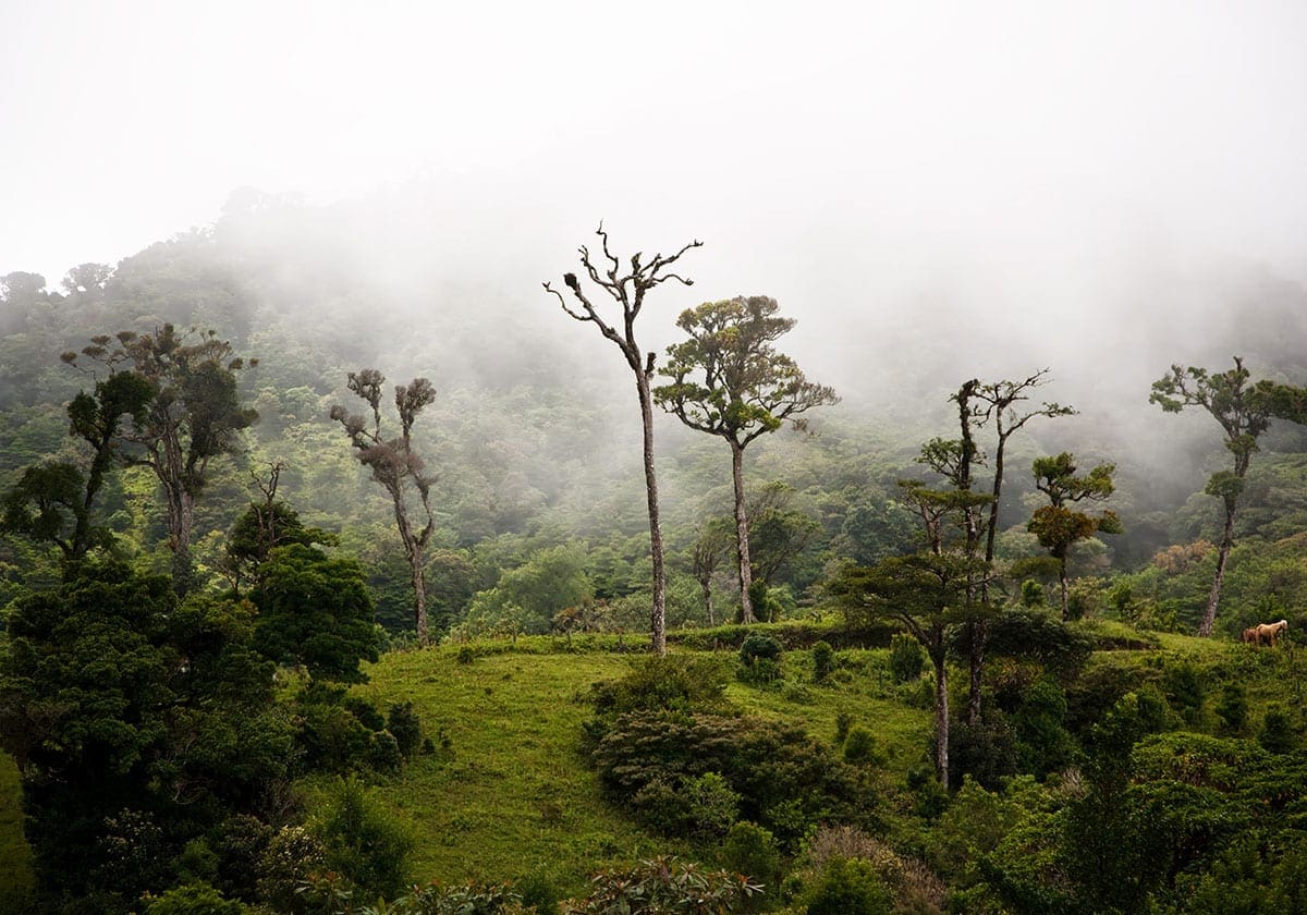 Monteverdes tÃ¥geskov