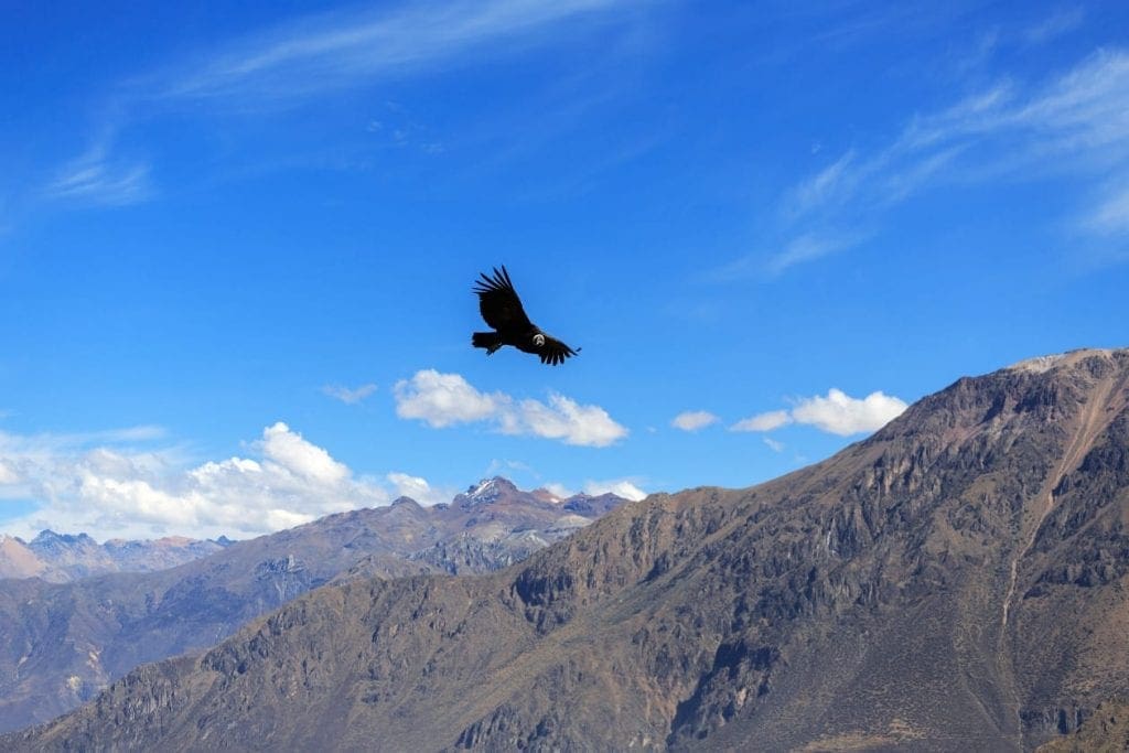 Kondor i luften over Colca Canyon