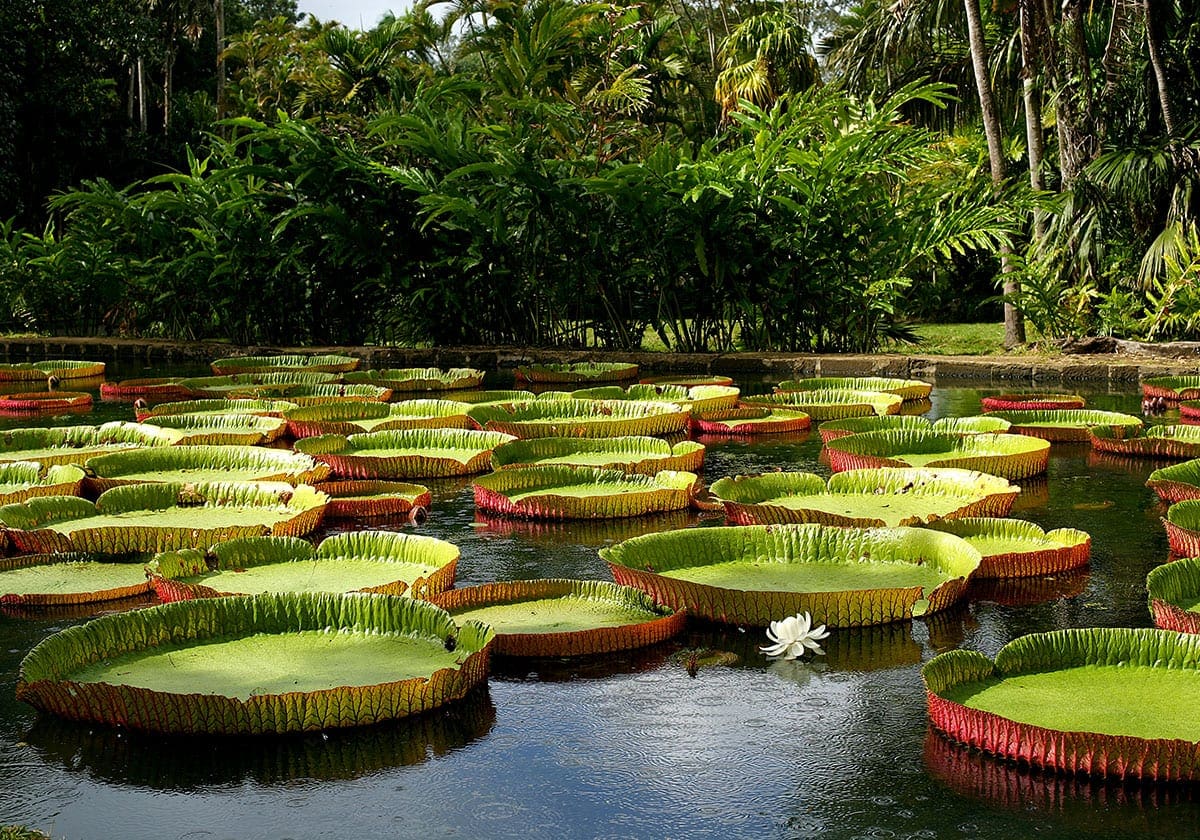 Rejser til Brasilien - Victoria Regia - kæmpevandliljer