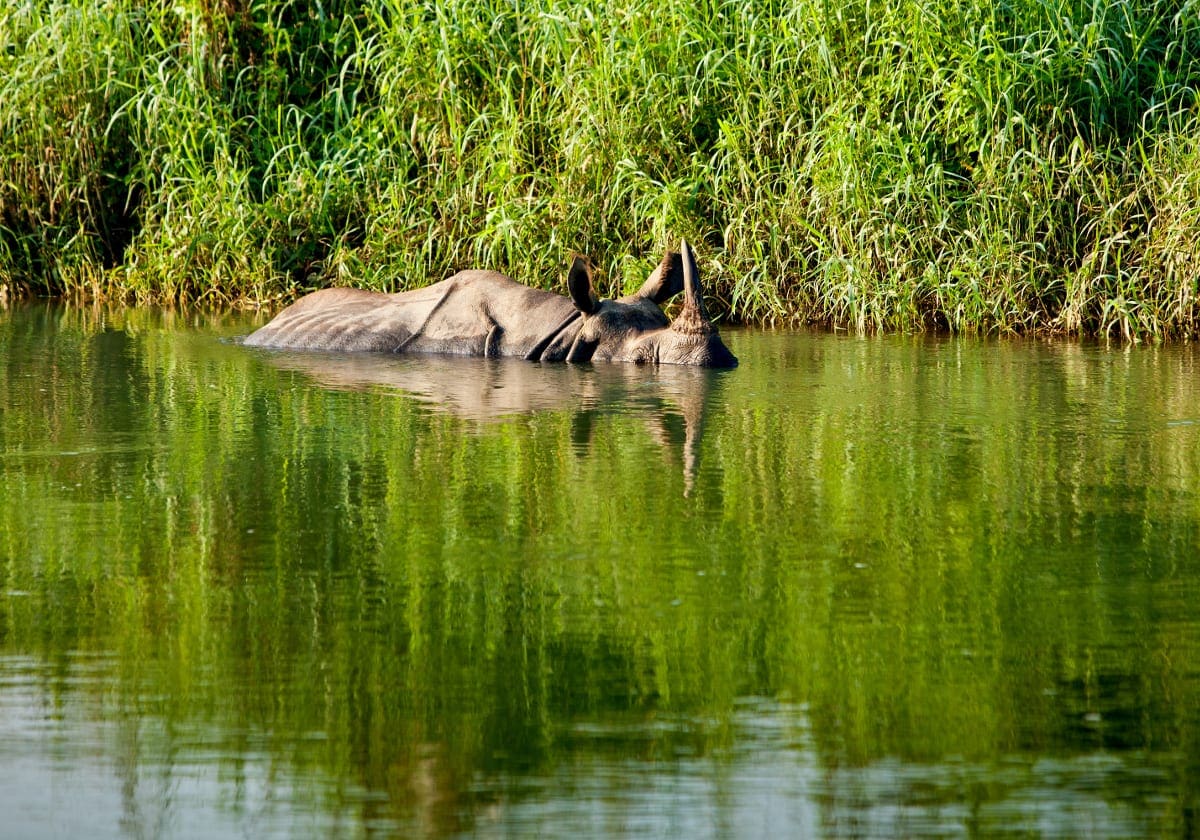 Et nÃ¦sehorn i Chitwan Nationalpark