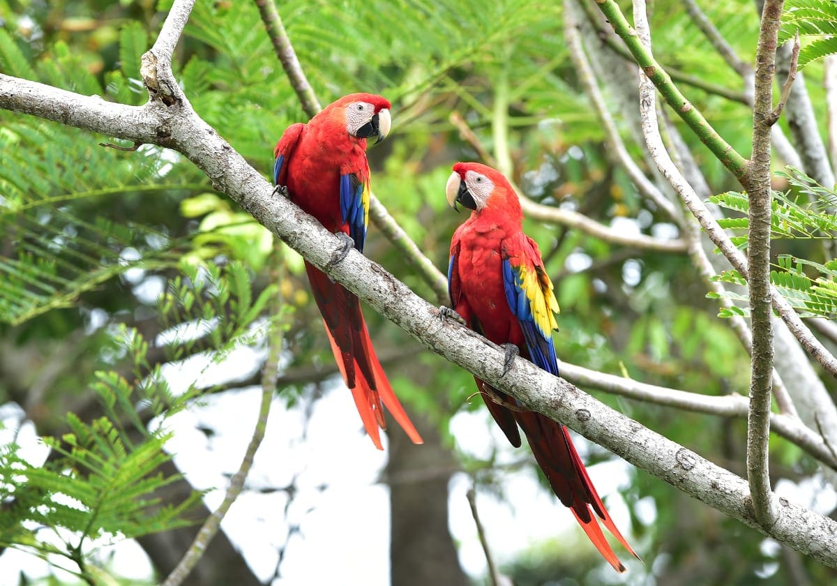Papegøjer i træernes toppe
