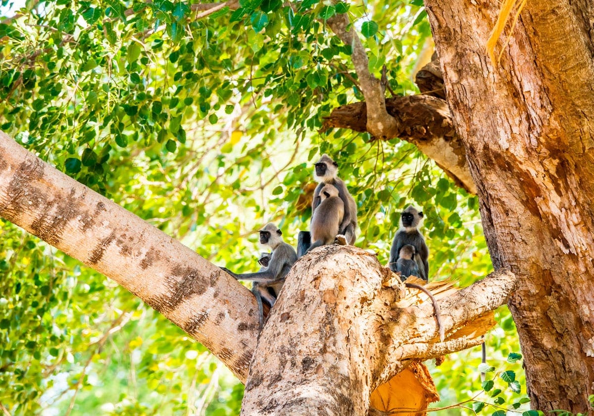 PÃ¥ safari i Udawalawe Nationalpark