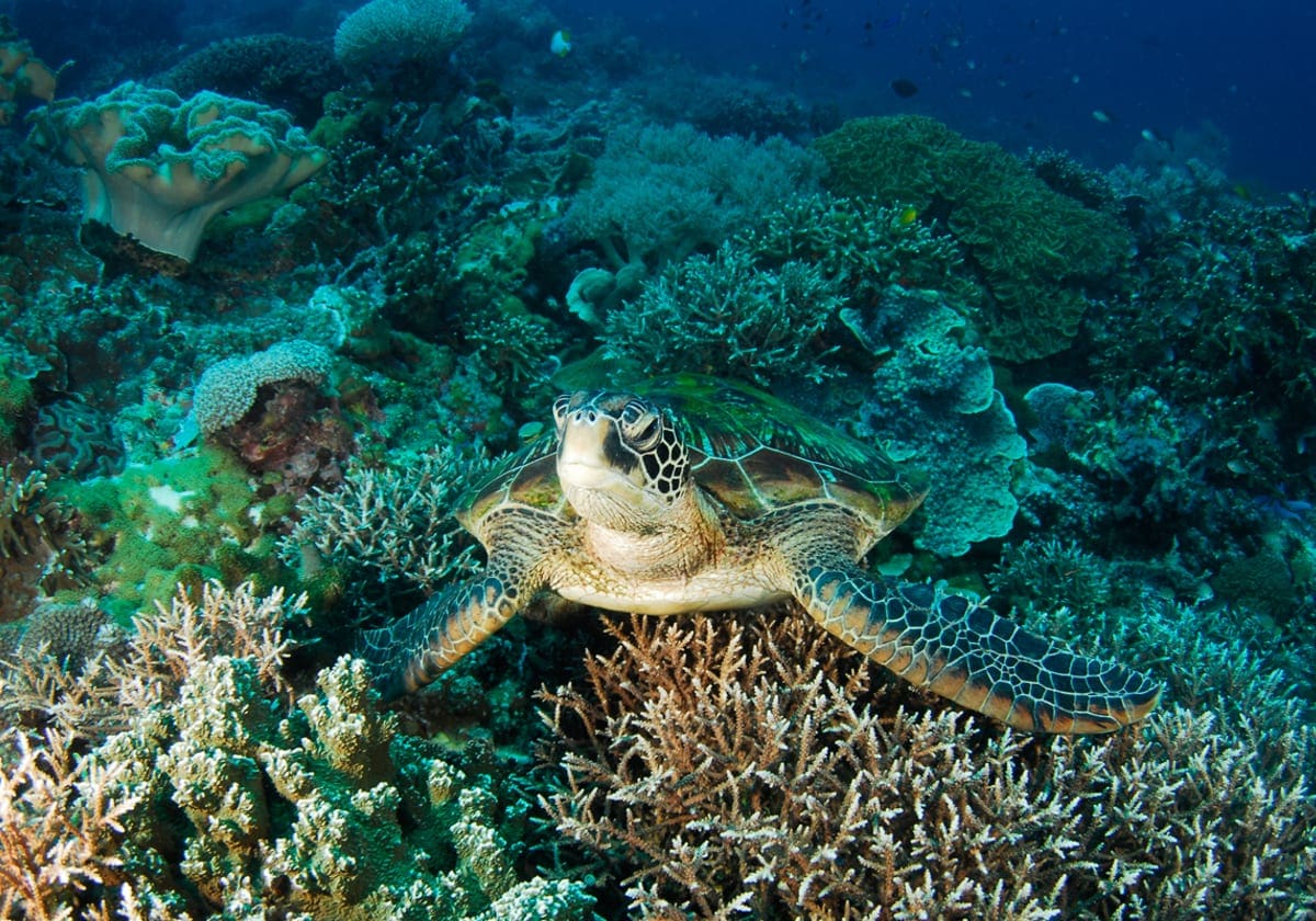 Havskildpadde ved Apo Island