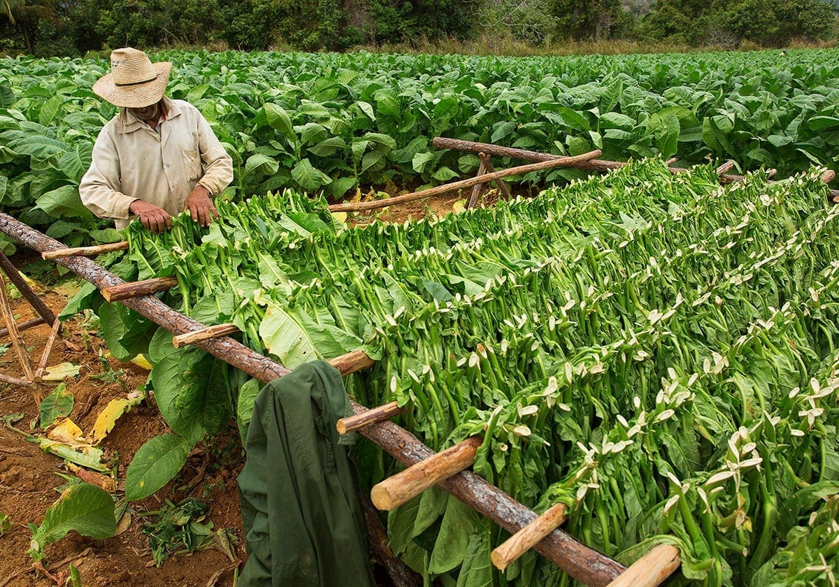 Tobakplantage
