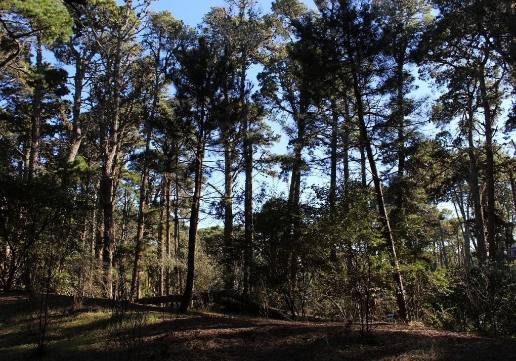 I området er der mange fyrreskove