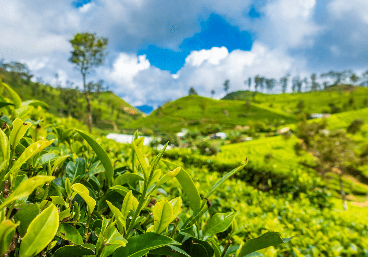 Besøg en teplantage og bliv klogere på teens verden